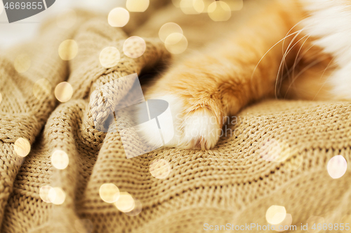 Image of close up of red cat paw on knitted blanket