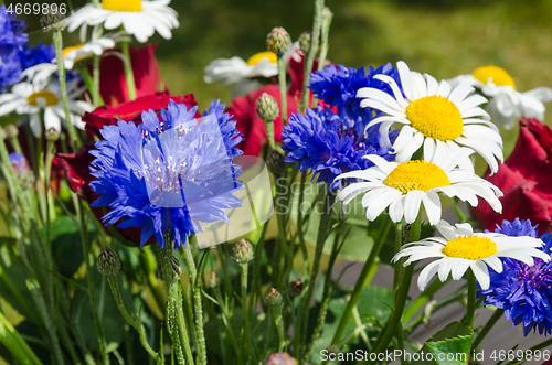 Image of Blue and white summer flowers close up