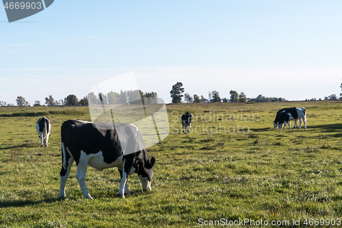 Image of Serenity with grazing cattle