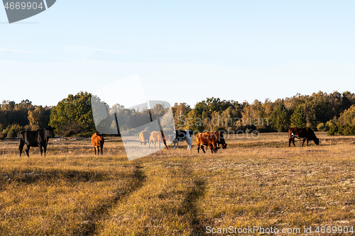 Image of Cattle in a fall colored grassland