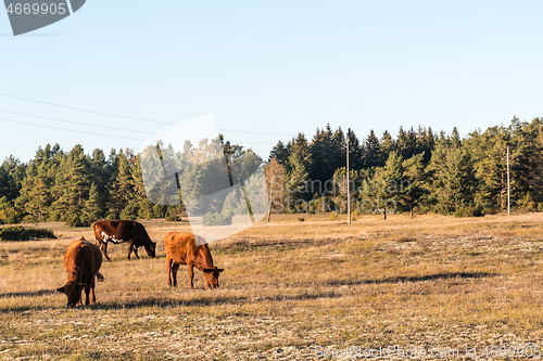 Image of Grazing cattle in a dry grassland