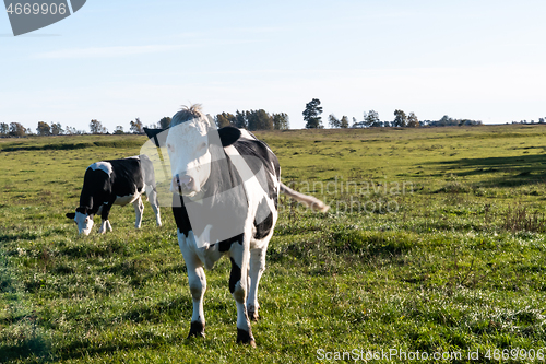 Image of Black and white cattle in a green landscape