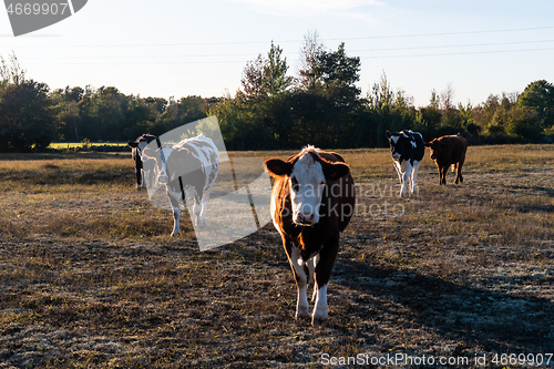 Image of Cattle on the go in a dry grassland