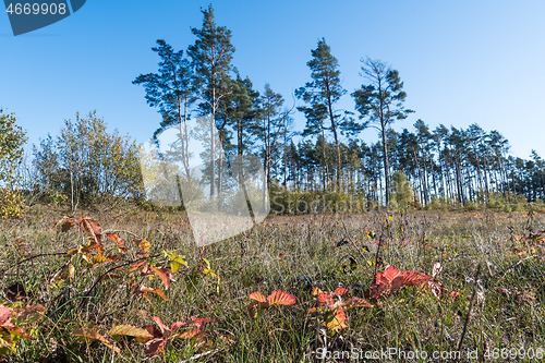 Image of Nature view in fall season