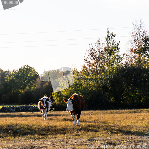 Image of Two backlit young cows