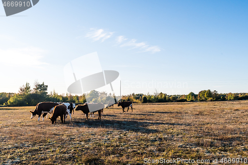 Image of Dry grassland with grazing cattle