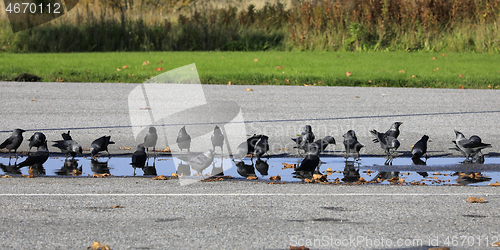 Image of Jackdaws, Corvus monedula, Drinking by Pond