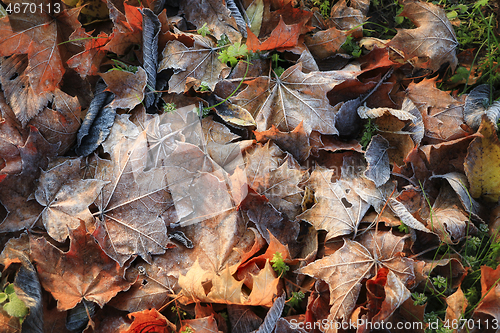 Image of Frost on Fallen Autumn Leaves