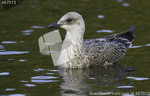 Image of Seagull