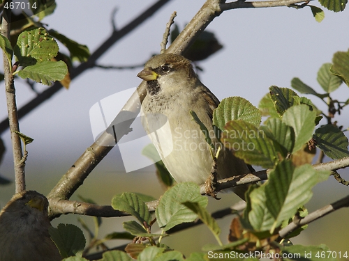 Image of House Sparrow. 