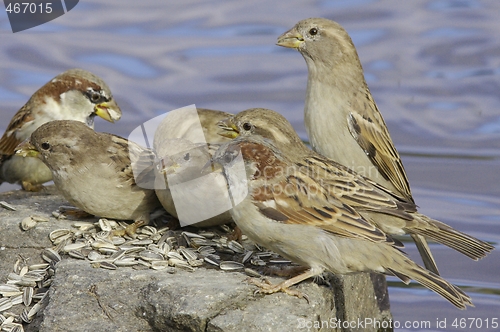 Image of House Sparrow. 