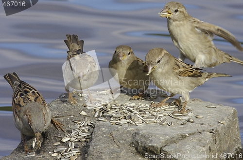 Image of House Sparrow. 