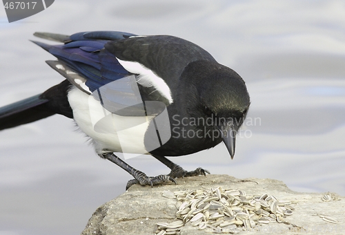 Image of Magpie