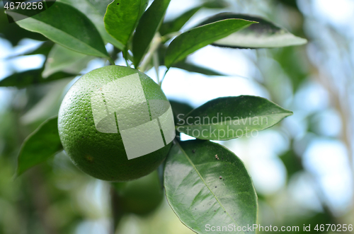 Image of Green organic citrus fruit 
