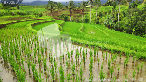 Image of Jatiluwih rice terrace with sunny day in Ubud, Bali