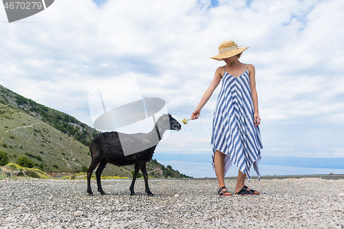 Image of Young attractive female traveler wearing striped summer dress and straw hat squatting, feeding and petting black sheep while traveling Adriatic coast of Croatia