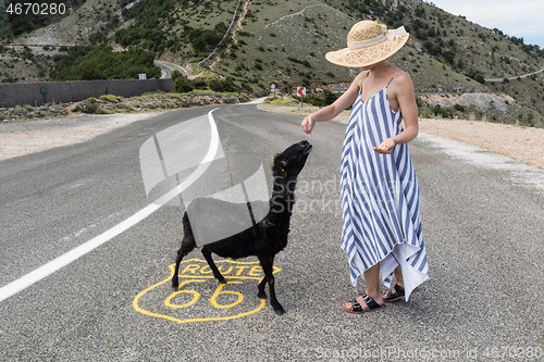 Image of Young attractive woman wearing striped summer dress and straw hat standing on an endless straight empty road in the middle of nowhere on the Route 66 road and feeding black sheep.