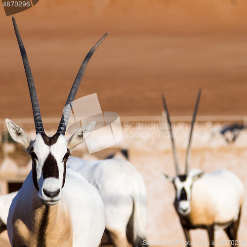 Image of Large antelopes with spectacular horns, Gemsbok, Oryx gazella, in Oman desert