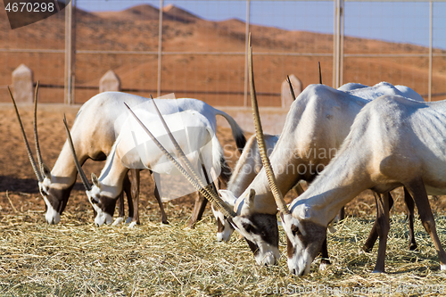 Image of Herd of large antelopes with spectacular horns, Gemsbok, Oryx gazella, feeding