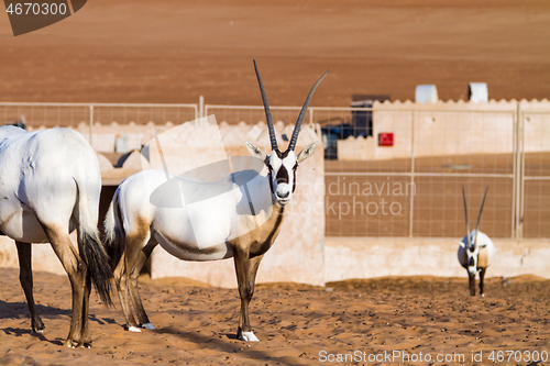 Image of Large antelopes with spectacular horns, Gemsbok, Oryx gazella, being bred in captivity in Oman desert.