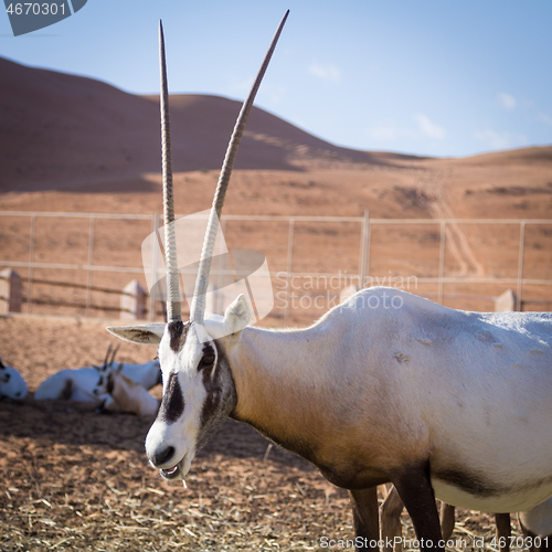 Image of Large antelopes with spectacular horns, Gemsbok, Oryx gazella, being bred in captivity in Oman desert.