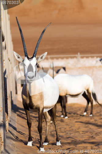 Image of Large antelopes with spectacular horns, Gemsbok, Oryx gazella, being bred in captivity in Oman desert.