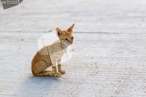 Image of Tiny skiny hungry stray red kitten outdoors