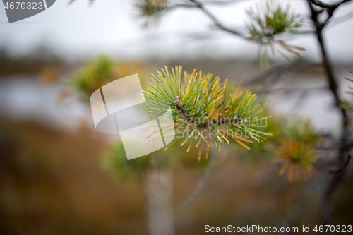 Image of bog pine branch in autumn