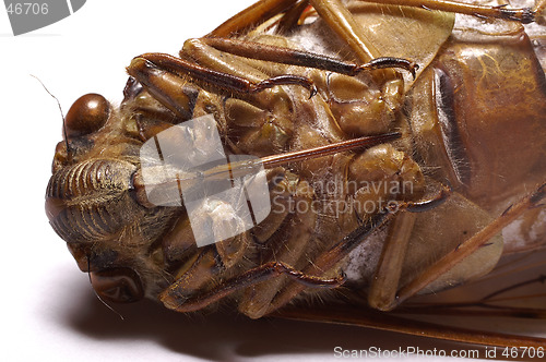 Image of Cicada