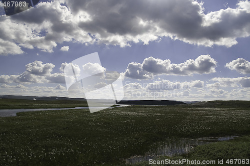 Image of Marsh on Hardangervidda