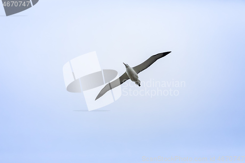 Image of Albatross bird in the sky