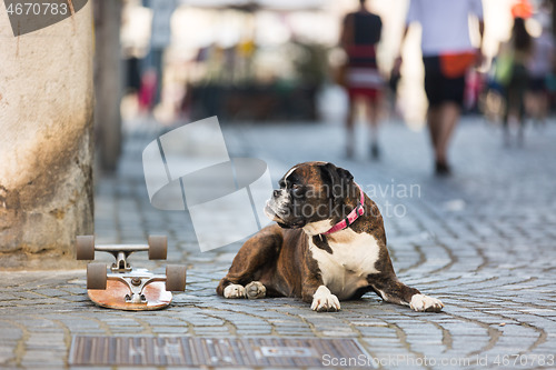 Image of Beautiful german boxer dog wearing red collar, lying outdoors on the street guarding his owner\'s skateboard