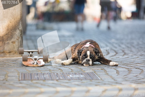 Image of Beautiful german boxer dog wearing red collar, lying outdoors on the street guarding his owner\'s skateboard