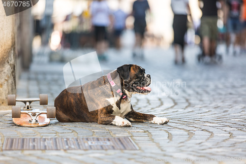 Image of Beautiful german boxer dog wearing red collar, lying outdoors on the street guarding his owner\'s skateboard