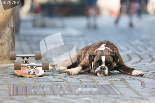 Image of Beautiful german boxer dog wearing red collar, lying outdoors on the street guarding his owner\'s skateboard