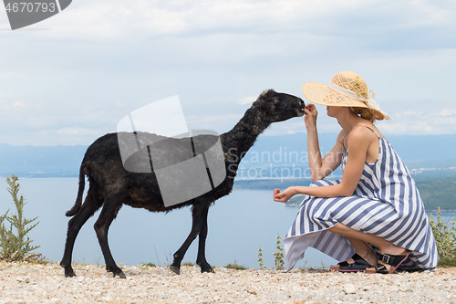 Image of Young attractive female traveler wearing striped summer dress and straw hat squatting, feeding and petting black sheep while traveling Adriatic coast of Croatia