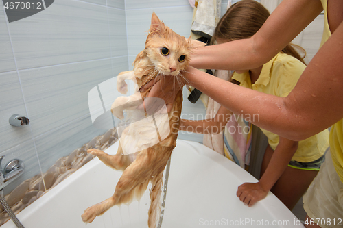 Image of Wet bathed red cat held over bathtub