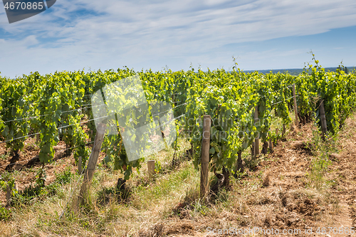 Image of View of in the vineyard in Burgundy home of pinot noir and chardonnay in summer day with blue sky