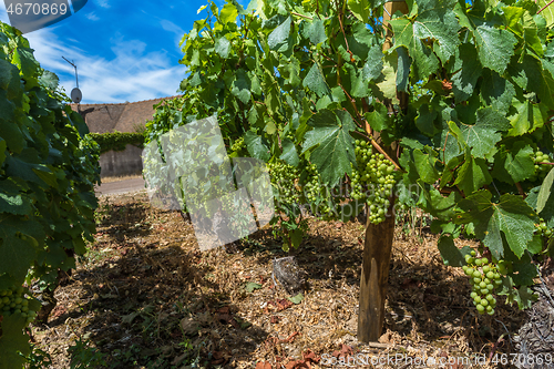 Image of View of in the vineyard in Burgundy home of pinot noir and chardonnay in summer day with blue sky