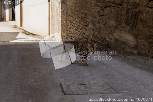 Image of Walking cat on the street in Meursault, Burgundy, France