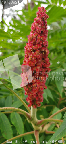 Image of Rhus typhina red flower over green background