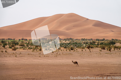 Image of Camels walking near big dunes in desert