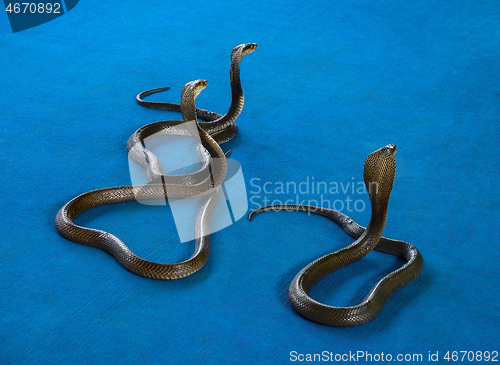 Image of three cobra on carpet