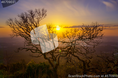 Image of Bare branches of old tree and sunset 