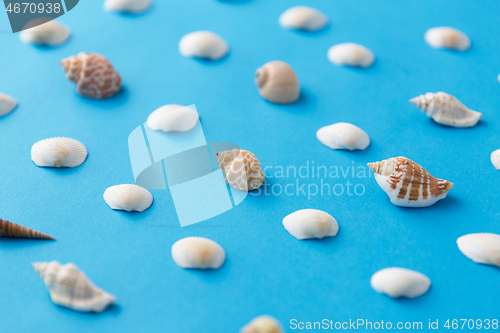 Image of different sea shells on blue background