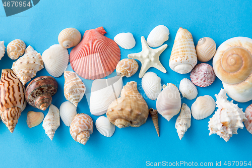 Image of different sea shells on blue background