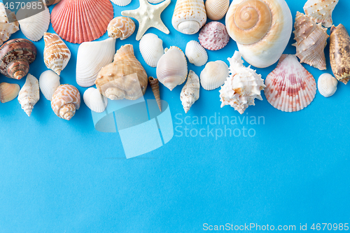 Image of different sea shells on blue background