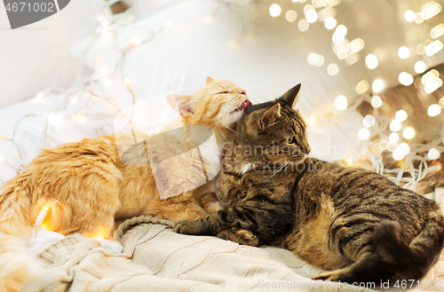 Image of two cats lying in bed with garland at home