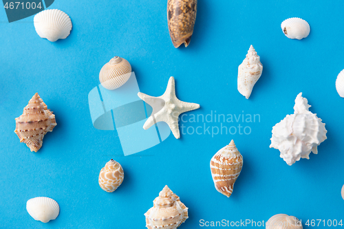 Image of different sea shells on blue background