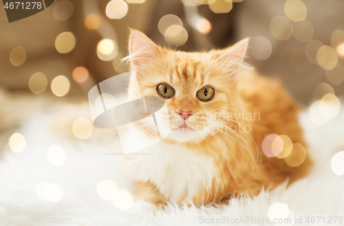 Image of red tabby cat on sofa with sheepskin at home